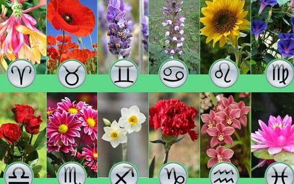 ZODIAC FLORAL